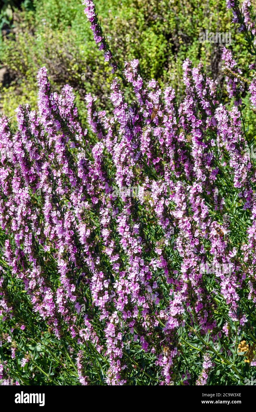 Pink Hyssop, Hyssopus officinalis Roseus garden herb Stock Photo