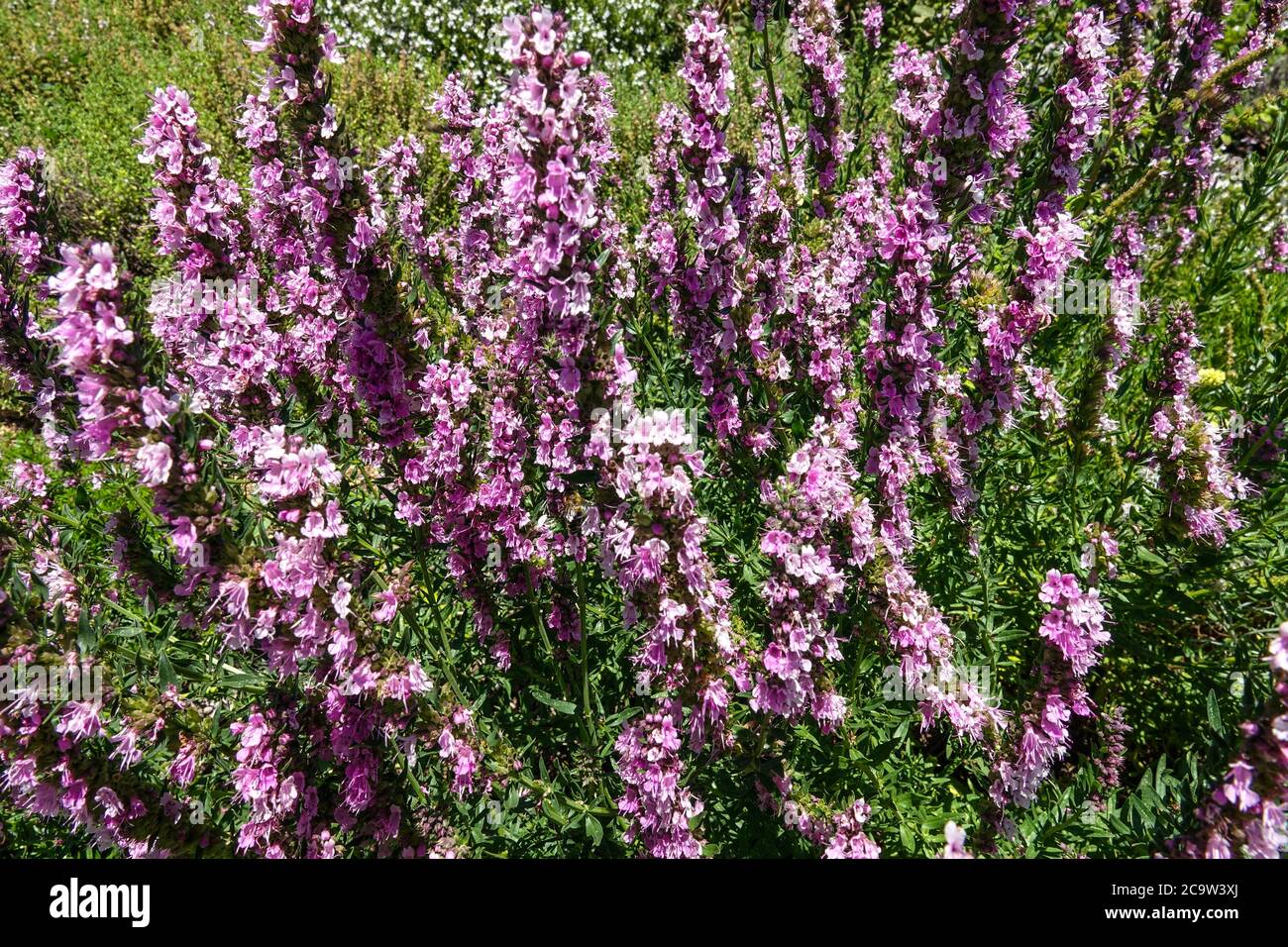 Pink Hyssop, Hyssopus officinalis Roseus hardy perennial plant Stock Photo