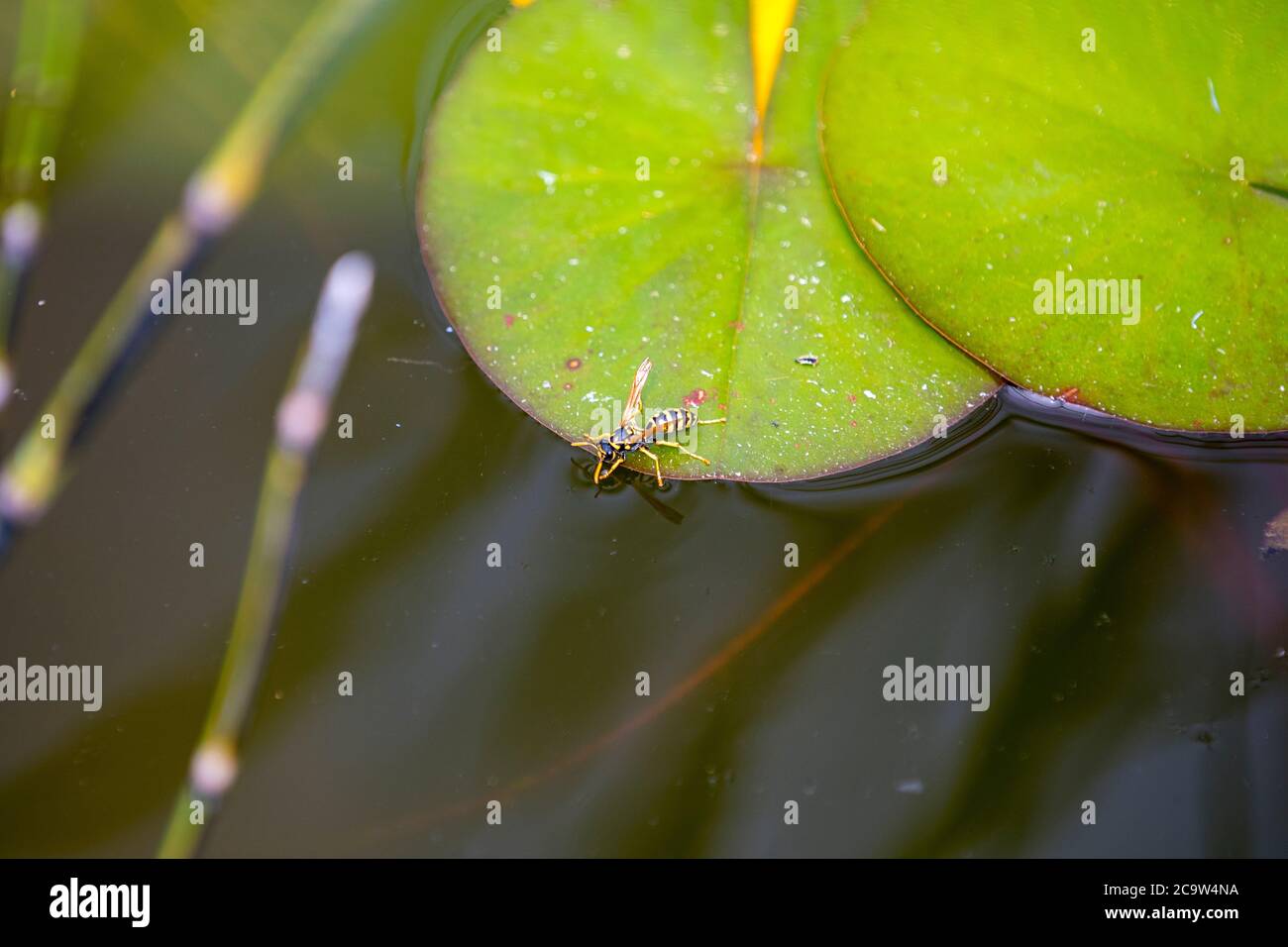 Wasp drinking on a lily pad by the water Stock Photo
