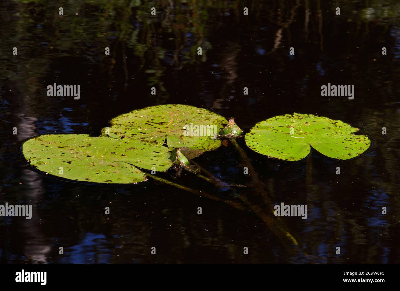 Three heart shaped leaves and one green bottle-shaped fruit of Yellow water-lily floating on dark, calm water Stock Photo