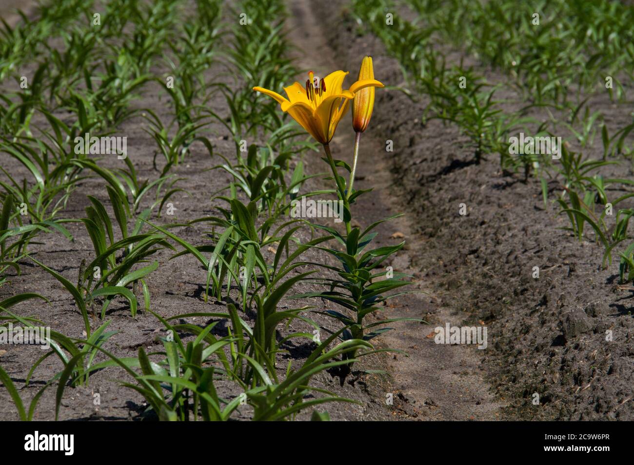 Cultivation of yellow Lilies on humic soil, one of them flowering Stock Photo