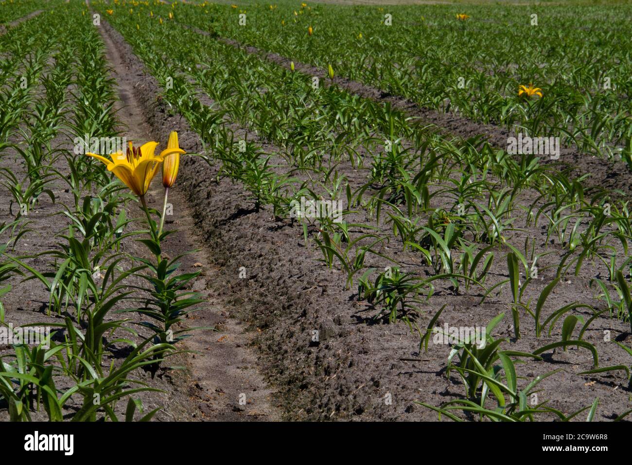 Cultivation of yellow Lilies on humic soil, some of them flowering Stock Photo