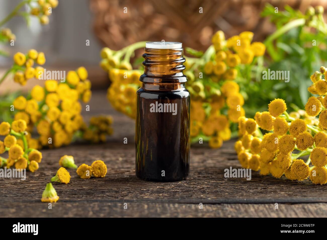A bottle of common tansy essential oil with fresh blooming Tanacetum vulgare plant on a table Stock Photo