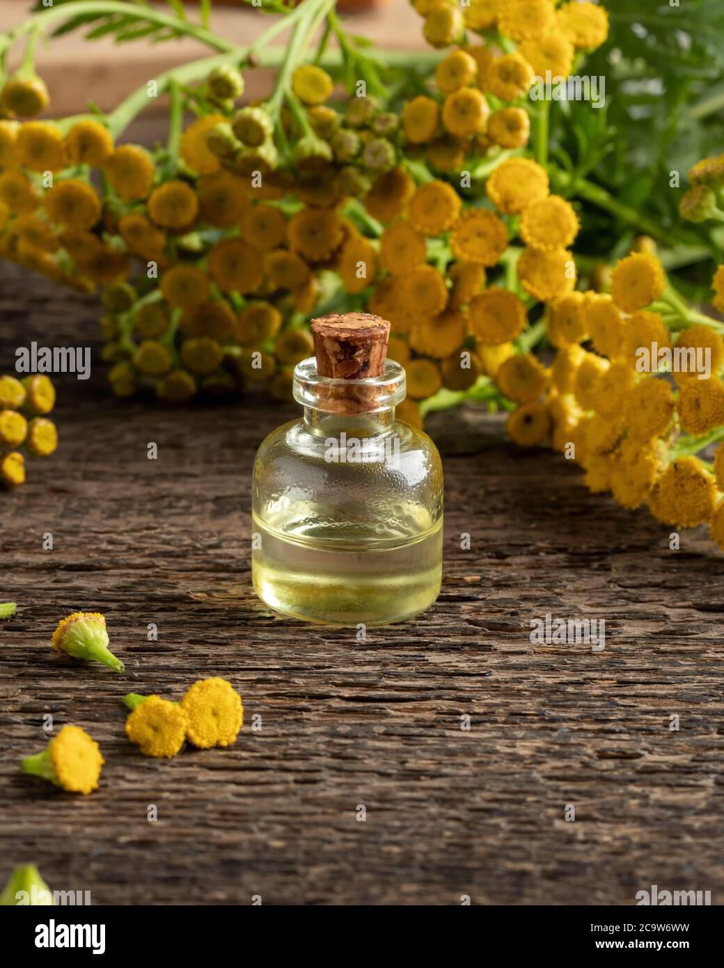 A bottle of essential oil with fresh blooming common tansy, or Tanacetum vulgare plant Stock Photo
