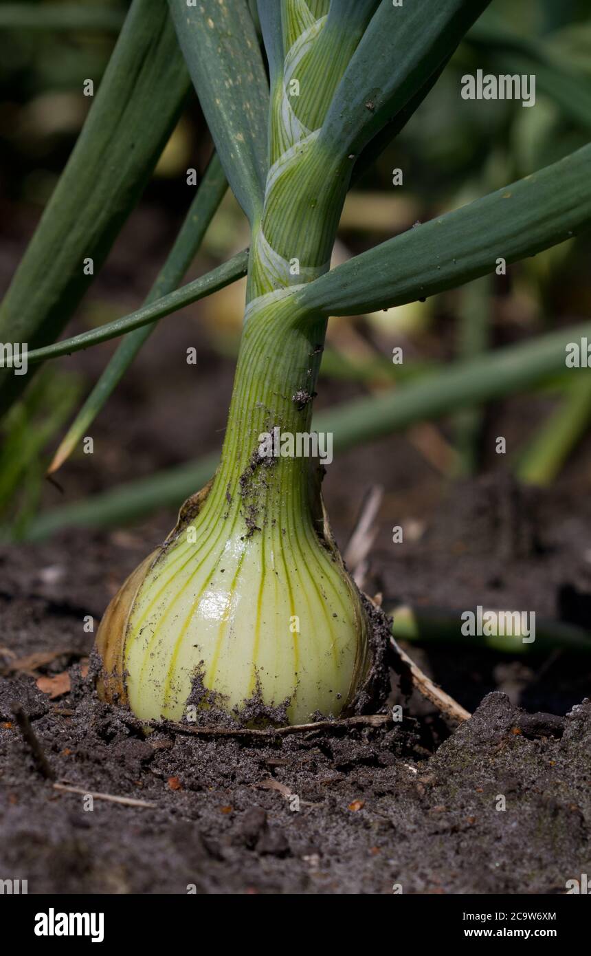 Onion soil hi-res stock photography and images - Alamy