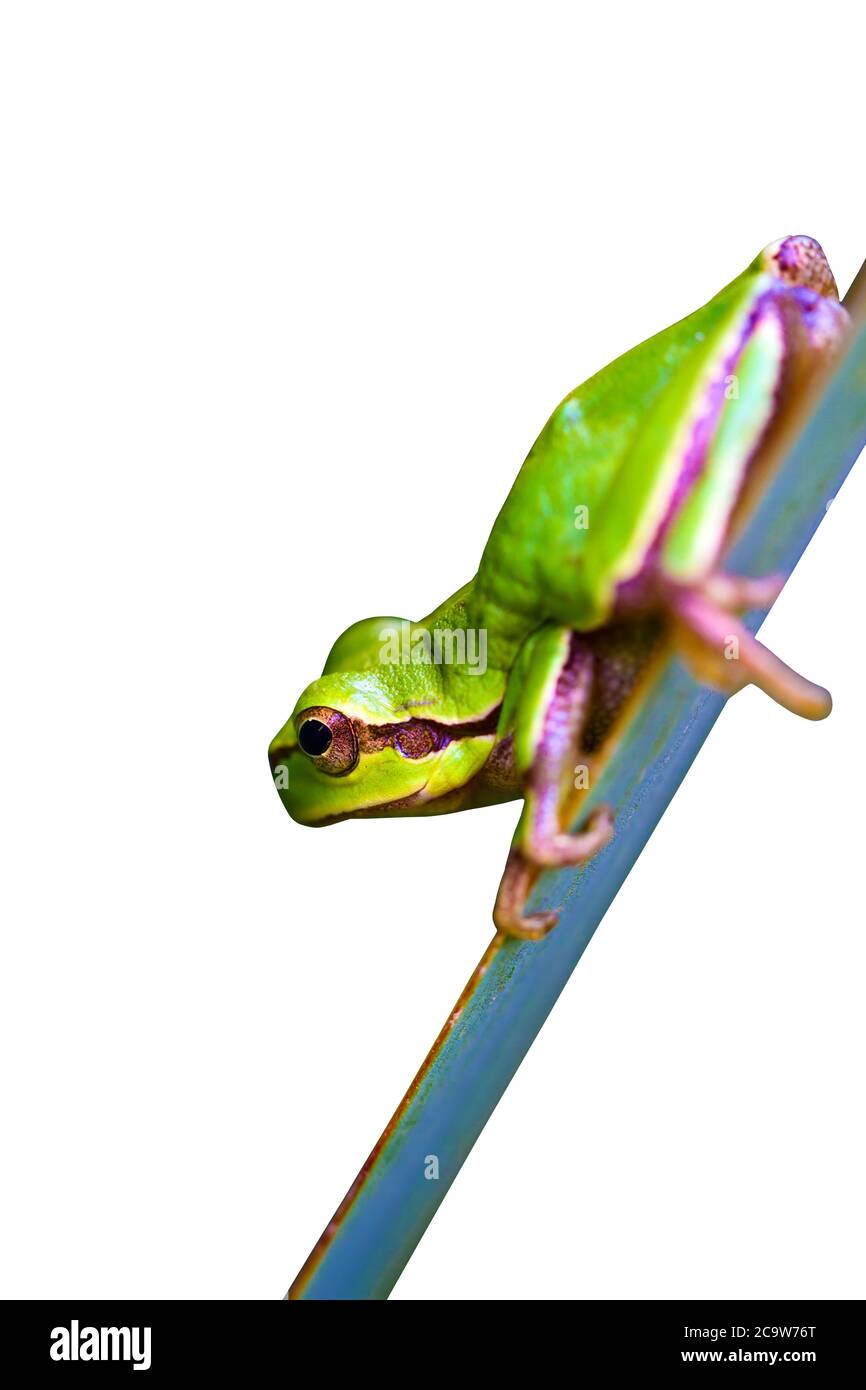 Isolated animal frog. White background Stock Photo - Alamy