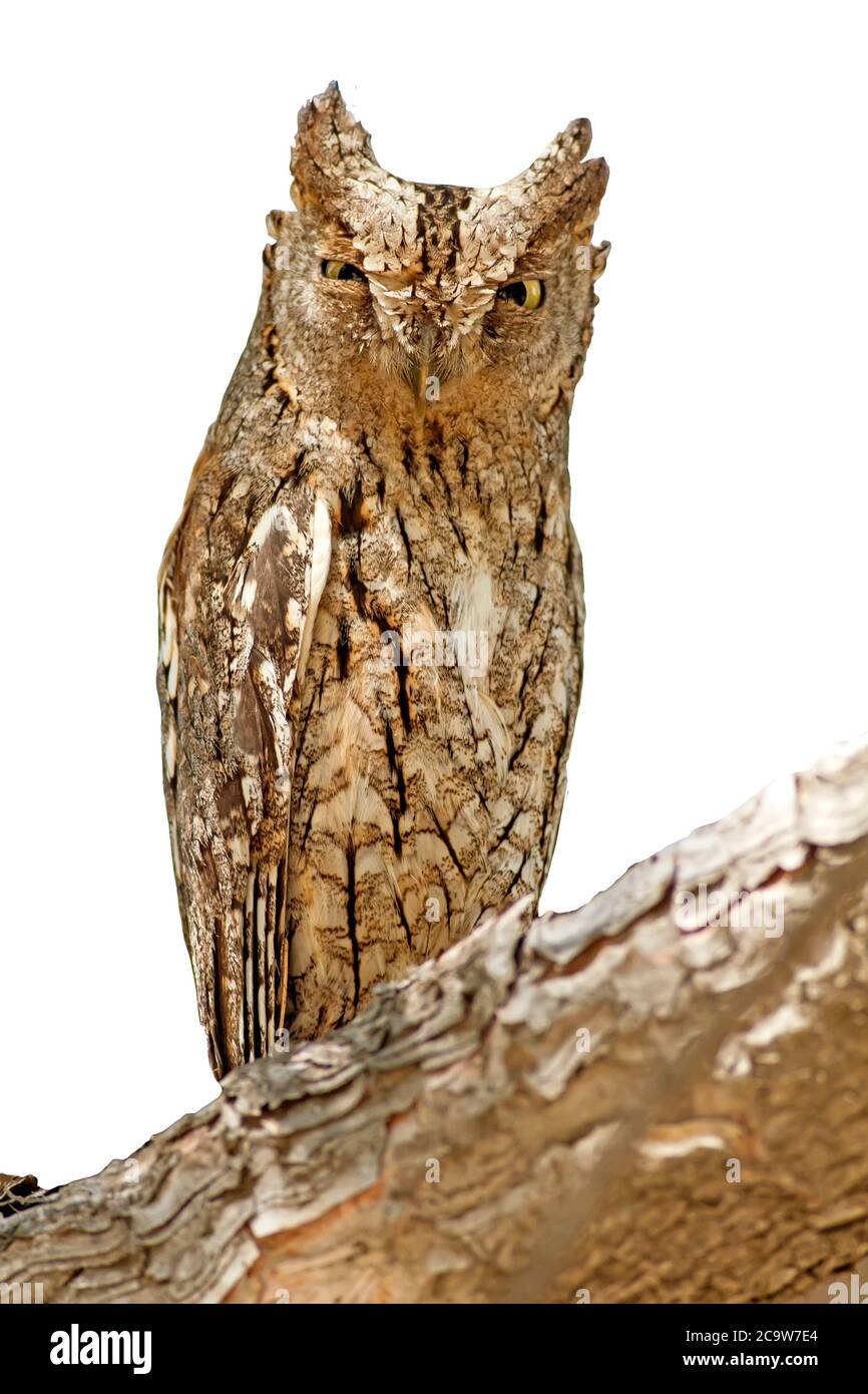 Isolated Owl. White background. Bird: Eurasian Scops Owl. Otus scops. Stock Photo