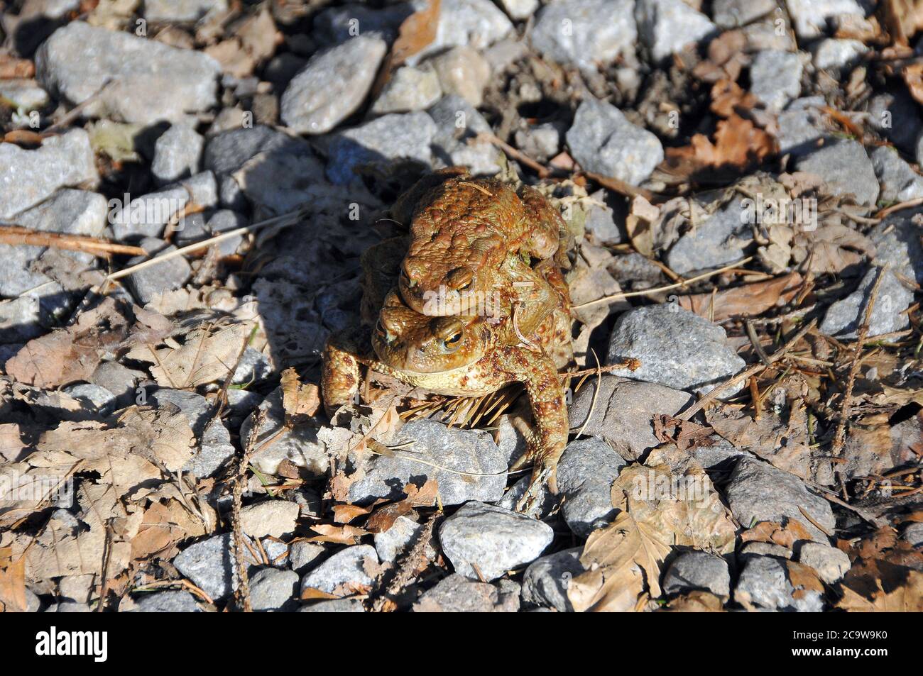 Common toad, European toad, Erdkröte, Bufo bufo, barna varangy Stock Photo