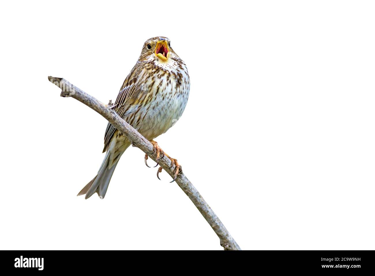 Bird singing. Isolated bird. White background. Bird: Corn Bunting. Emberiza calandra. Stock Photo