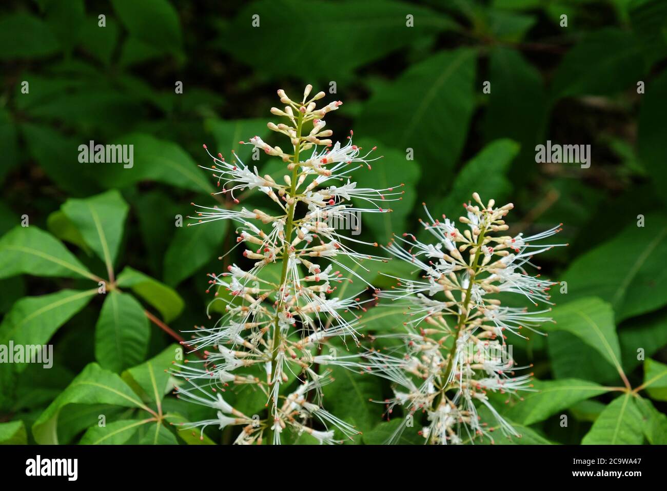 White Bottlebrush Buckeye in flower Stock Photo