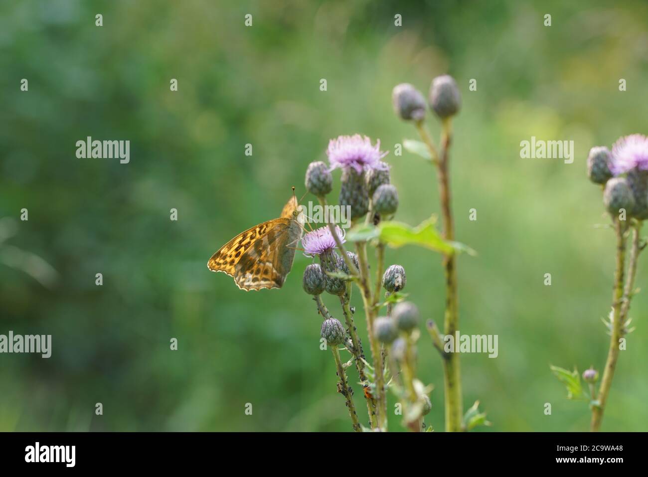 Silver-washed fritillary butterfly in detail Stock Photo