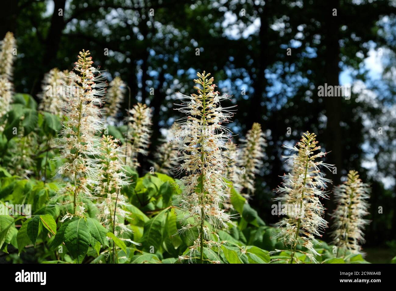 White Bottlebrush Buckeye in flower Stock Photo