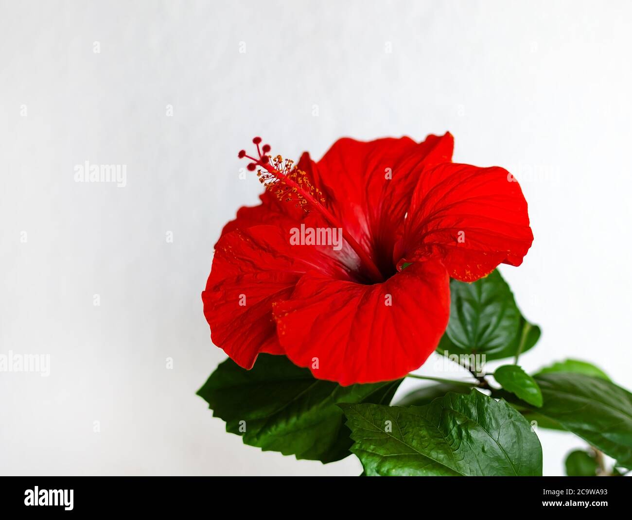 hibiscus, flower with stamens and pistil on a light background with green leaves Stock Photo