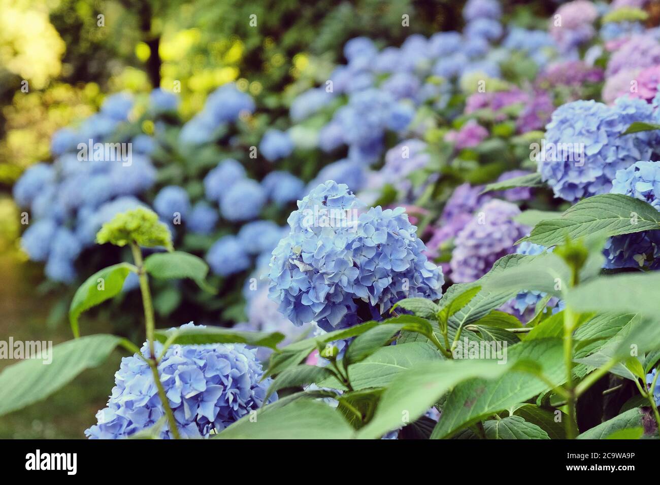 Blue mophead Hydrangea macrophylla in flower Stock Photo