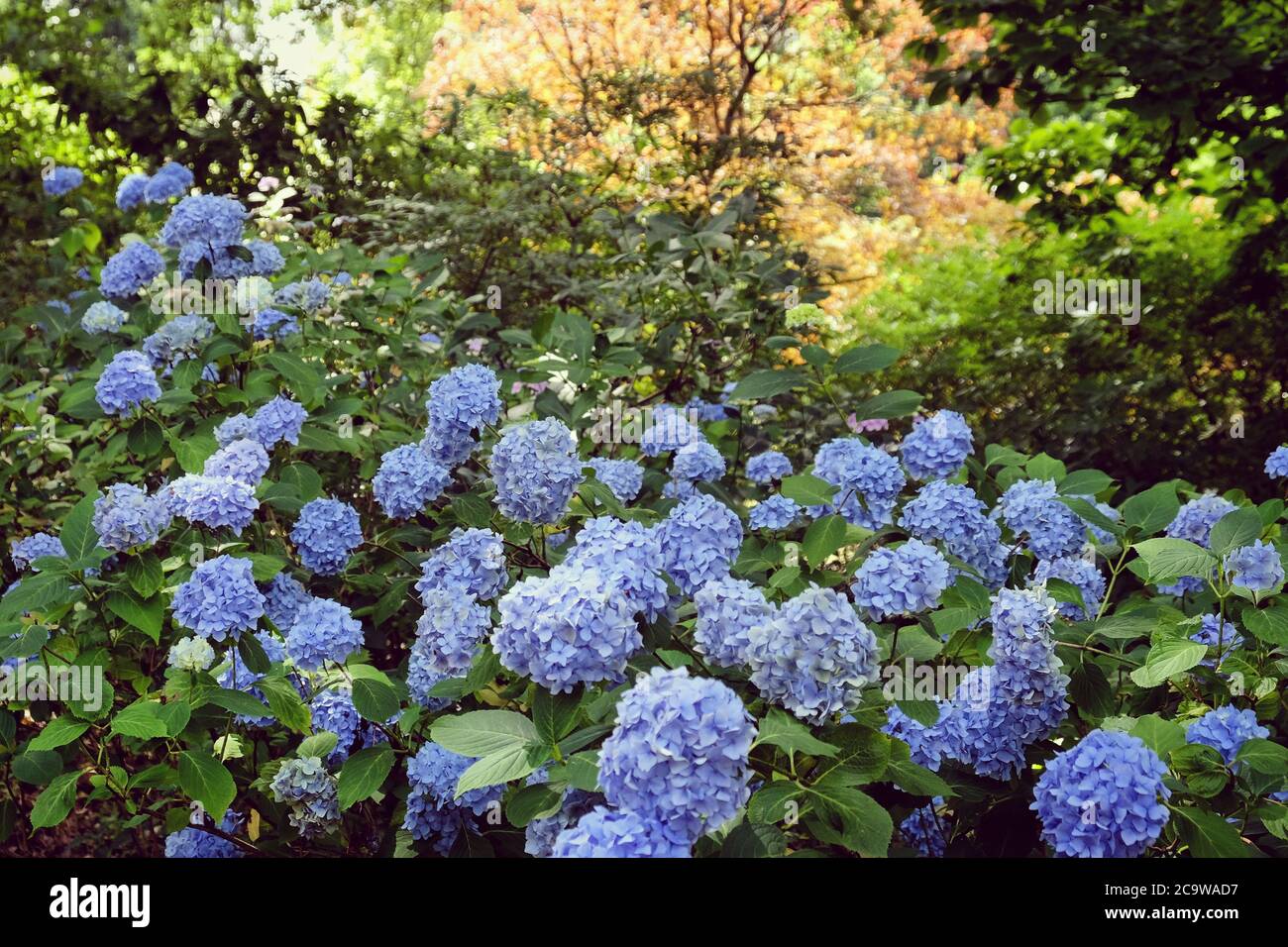 Blue mophead Hydrangea macrophylla in flower Stock Photo