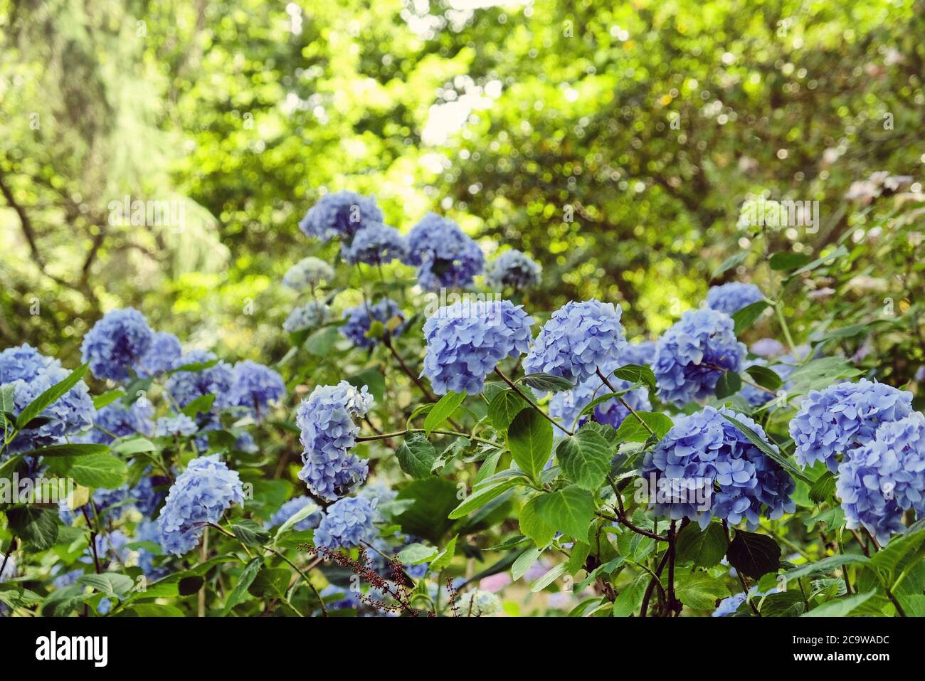 Blue mophead Hydrangea macrophylla in flower Stock Photo