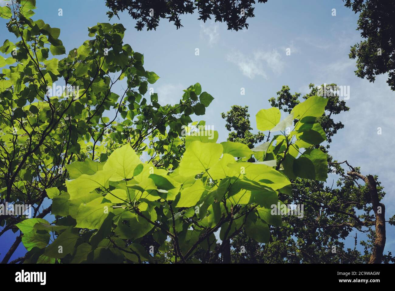 Catalpa bignonioides 'Aurea' Tree  or Indian Bean Tree in the sunlight Stock Photo