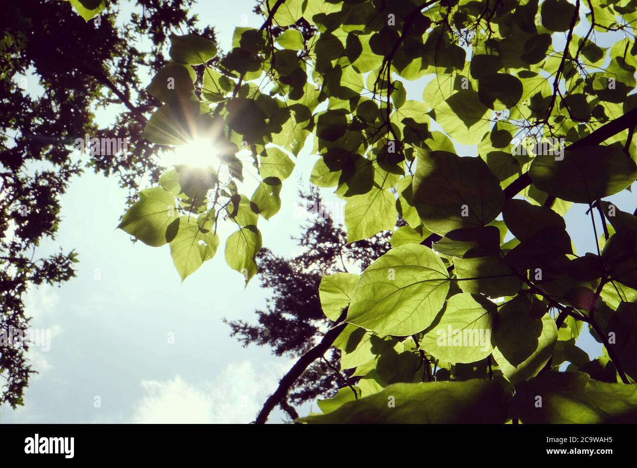 Catalpa bignonioides 'Aurea' Tree  or Indian Bean Tree in the sunlight Stock Photo