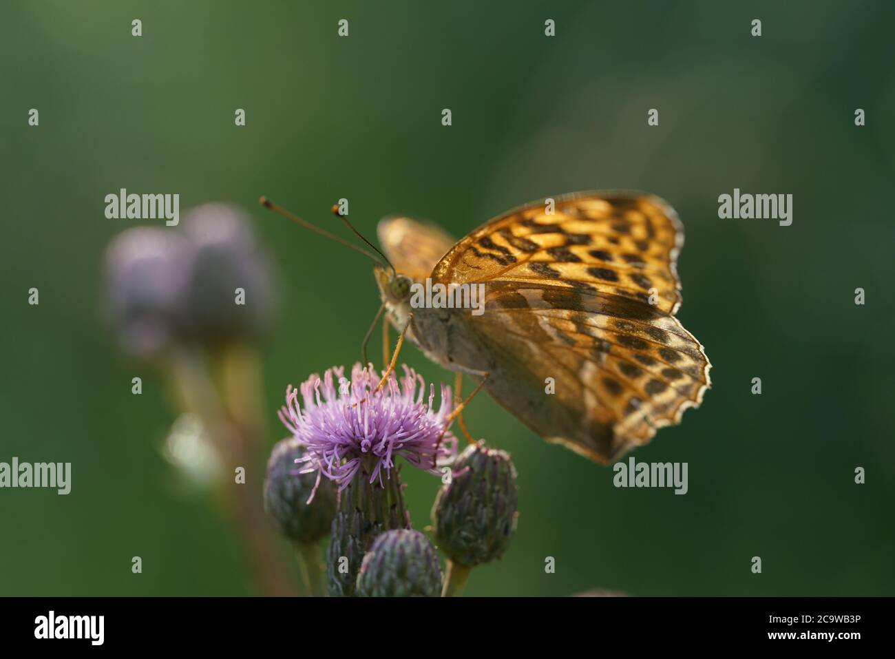 Silver-washed fritillary butterfly in detail Stock Photo