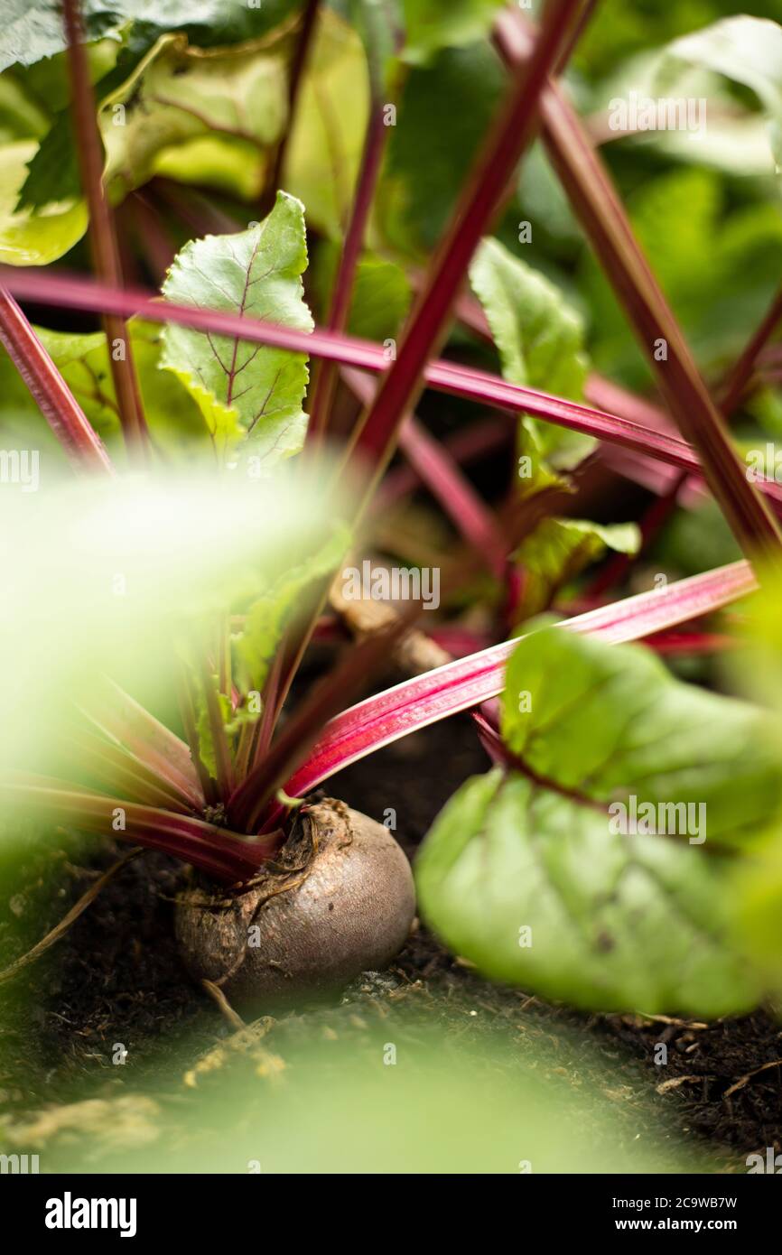 Vegetable plants garden centre hi-res stock photography and images - Alamy