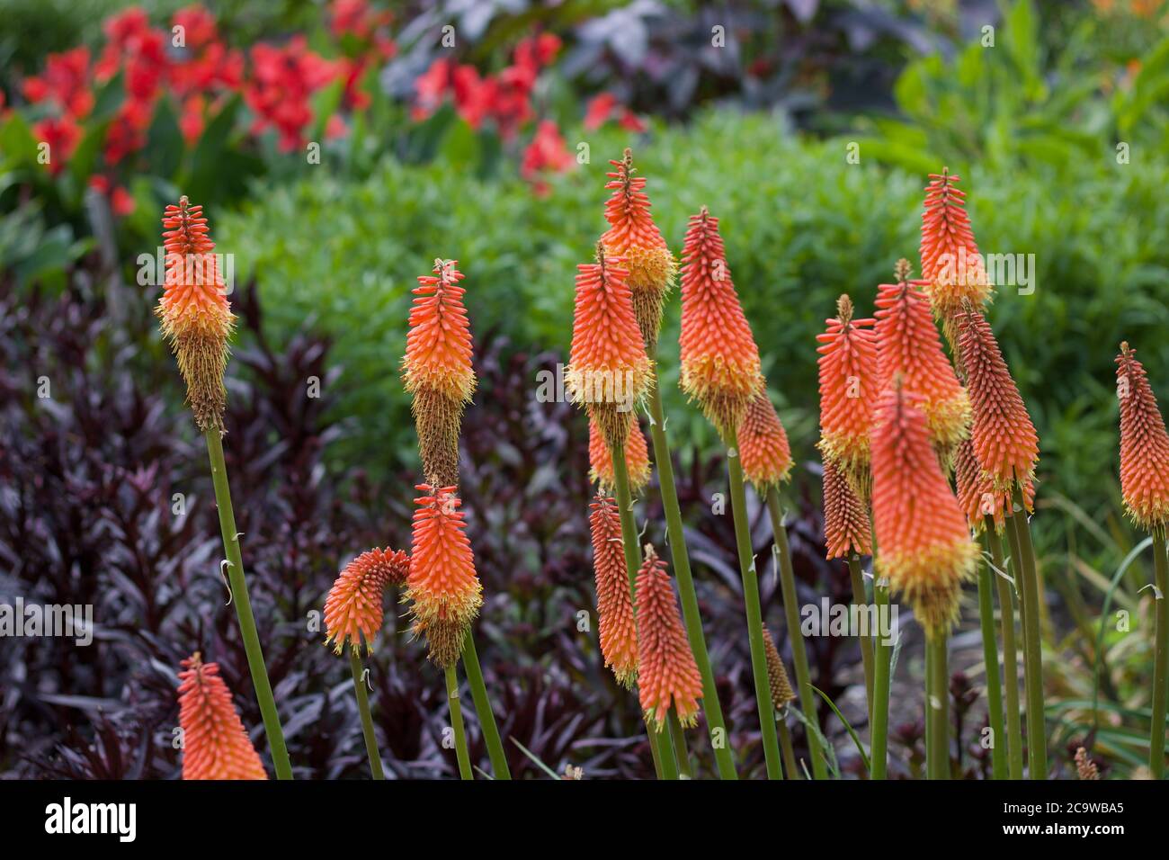 Beautiful image of red hot pokers or kniphofia growing Stock Photo