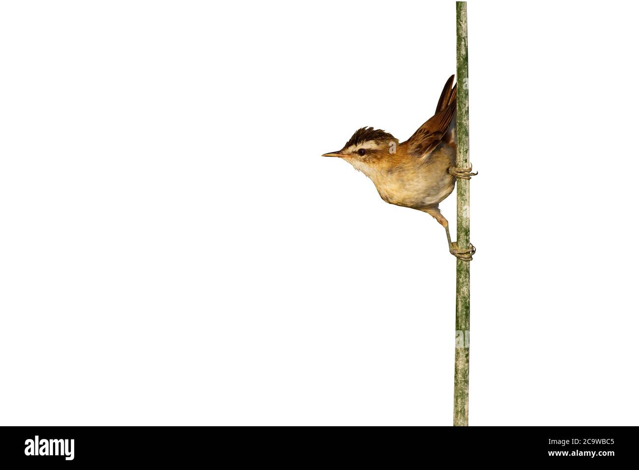 Cute little bird. Isolated bird and branch. White background. Moustached Warbler. Stock Photo