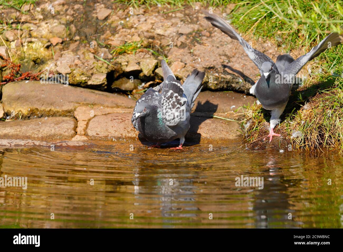 Feral Pigeons using the canal in Leeds City Centre to bath and have a drink. Stock Photo