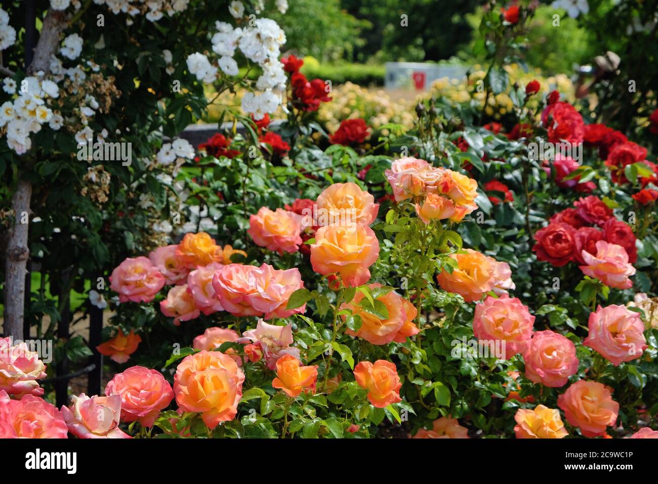 Jerusalem rose rose hires stock photography and images Alamy