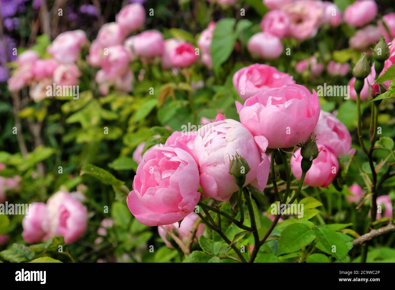 Pretty pink cupped bourbon rose, rosa raubritter macrantha in flower Stock Photo