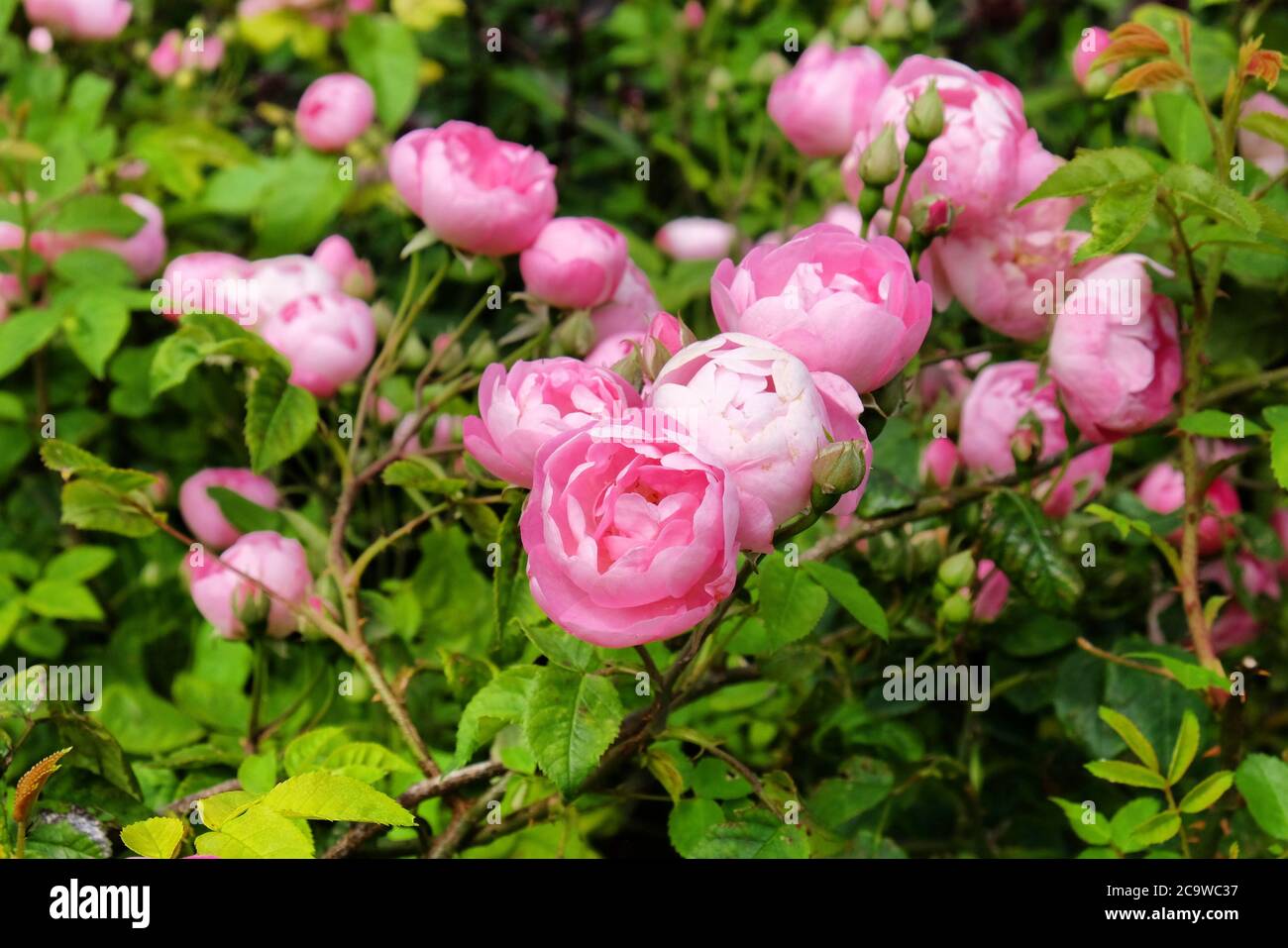 Pretty pink cupped bourbon rose, rosa raubritter macrantha in flower Stock Photo