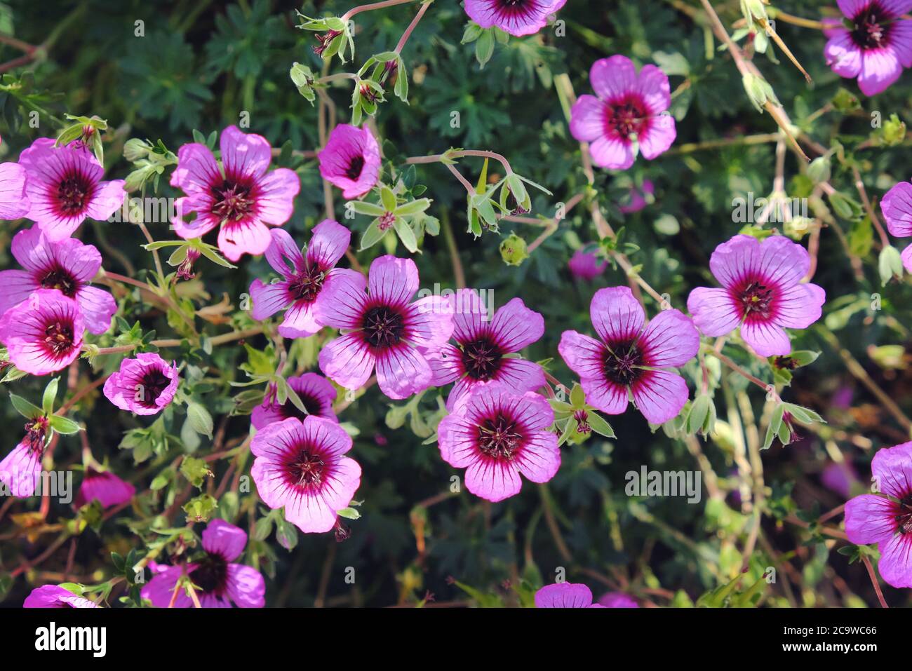 Pink hardy Geranium cinereum 'Jolly Jewels Night' in flower Stock Photo