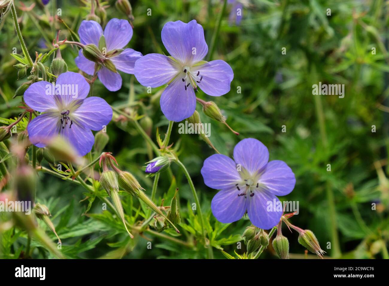 Geranium orion flower hi-res stock photography and images - Alamy