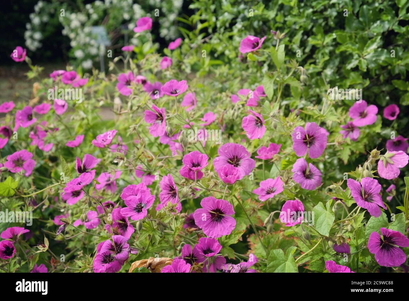 Pink hardy Geranium cinereum 'Jolly Jewels Night' in flower Stock Photo