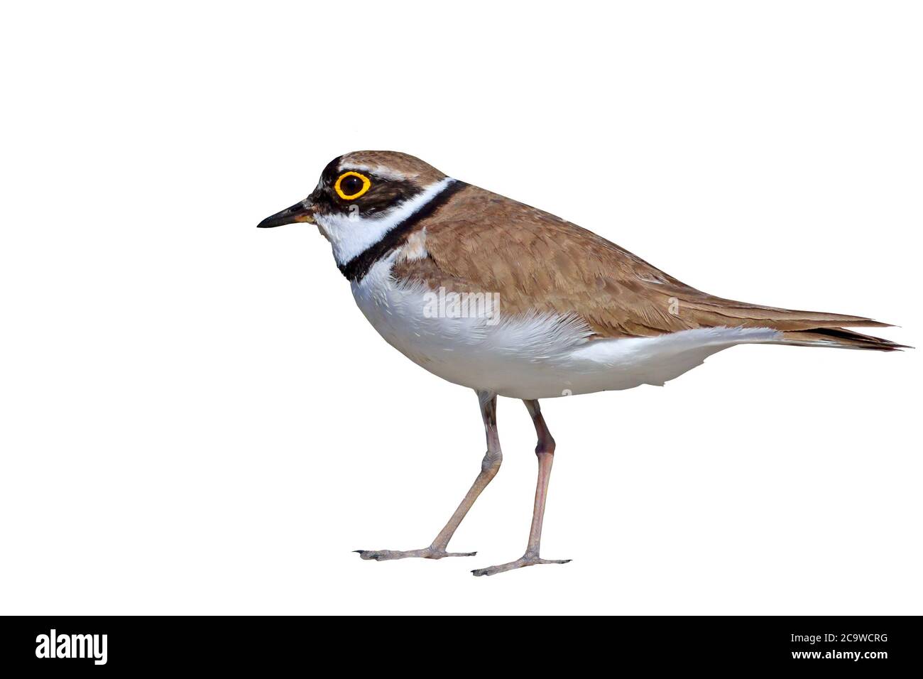 Cute little water bird. Isolated bird. White background. Little Ringed Plover. Charadrius dubius. Stock Photo