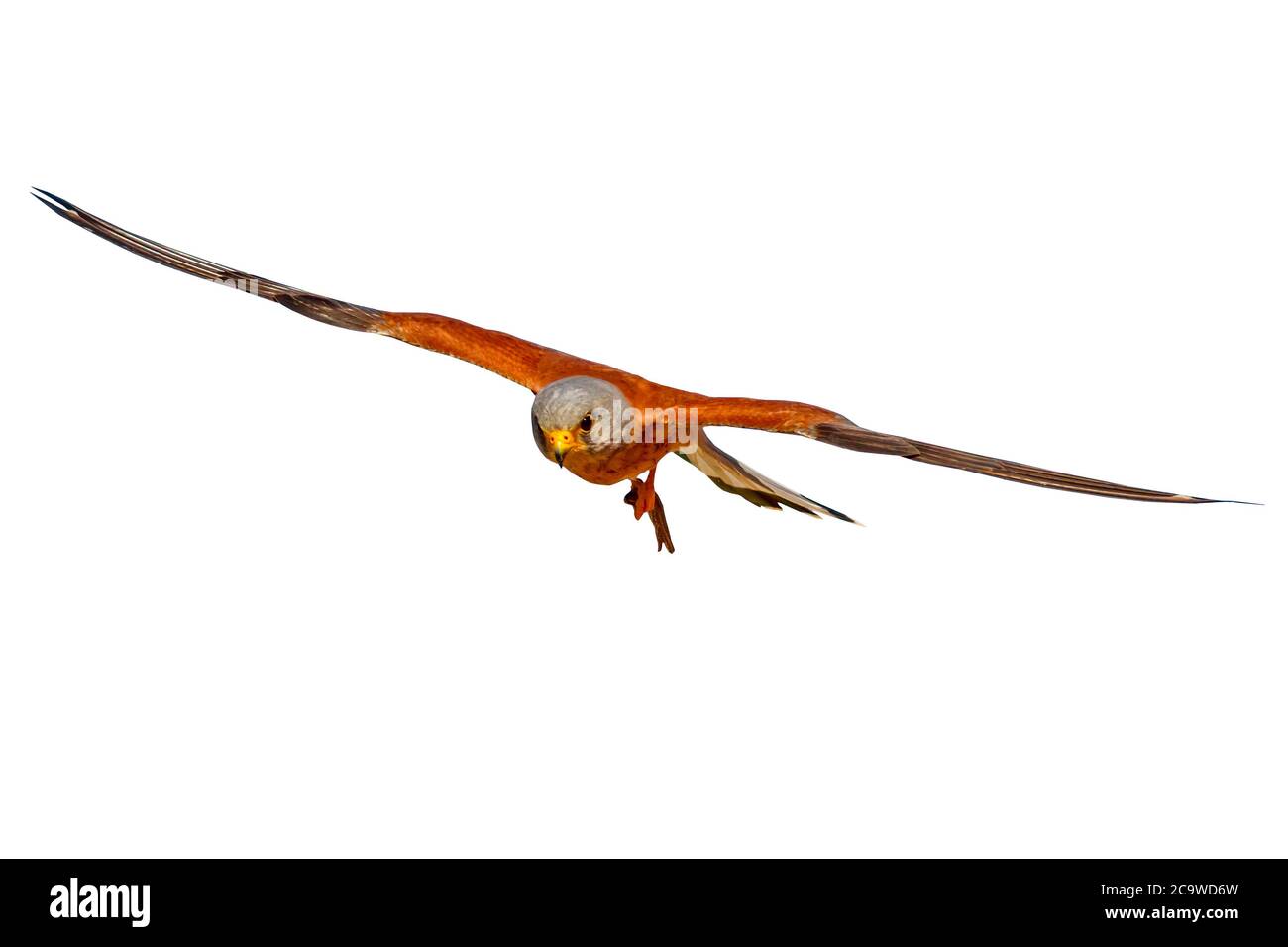 Flying falcon. Isolated bird. White background. Bird: Lesser Kestrel. Falco naumanni. Stock Photo