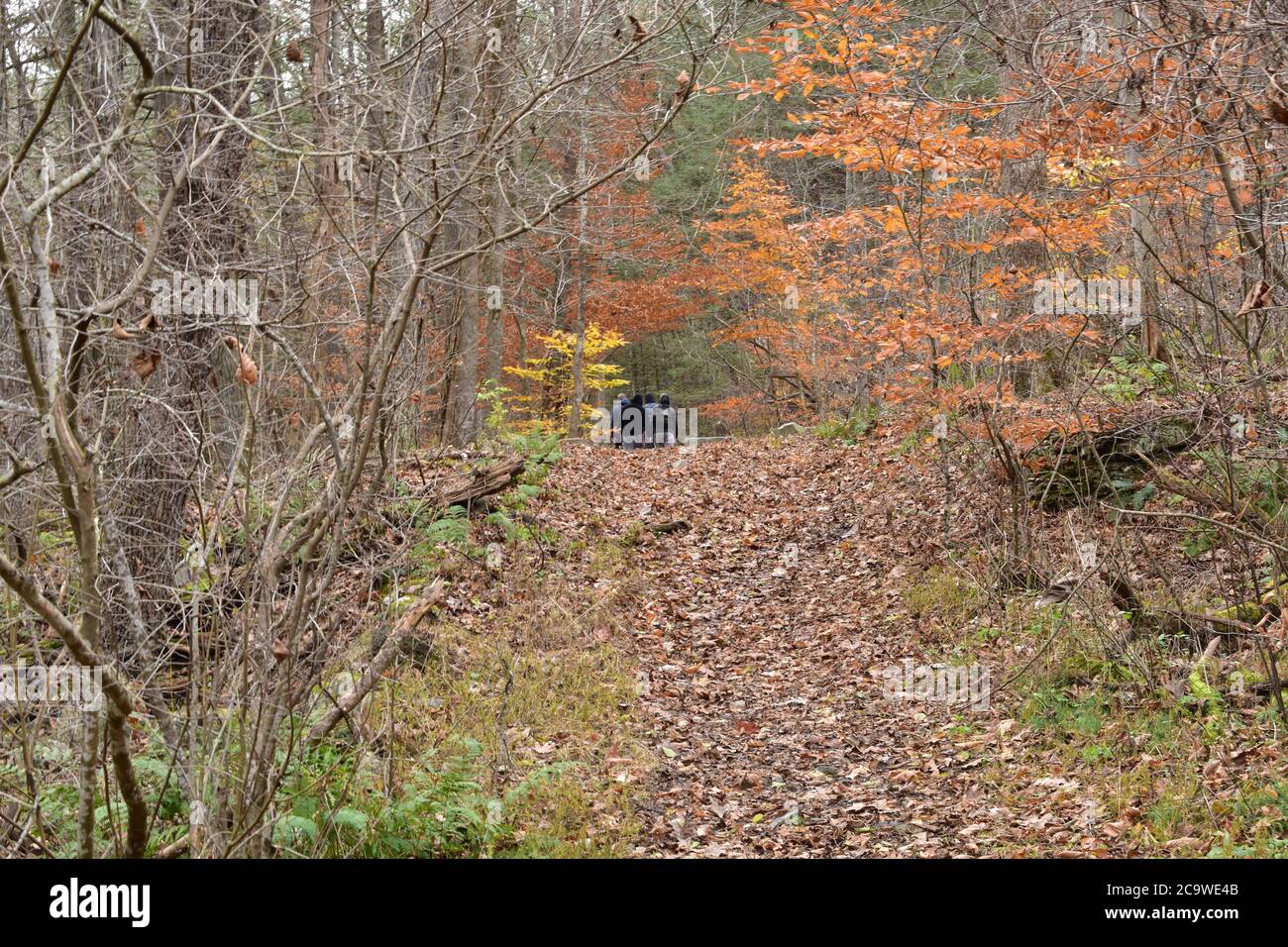 A Group of Men Far Off and Barely Visible in the Distance in an Autumn Forest Stock Photo