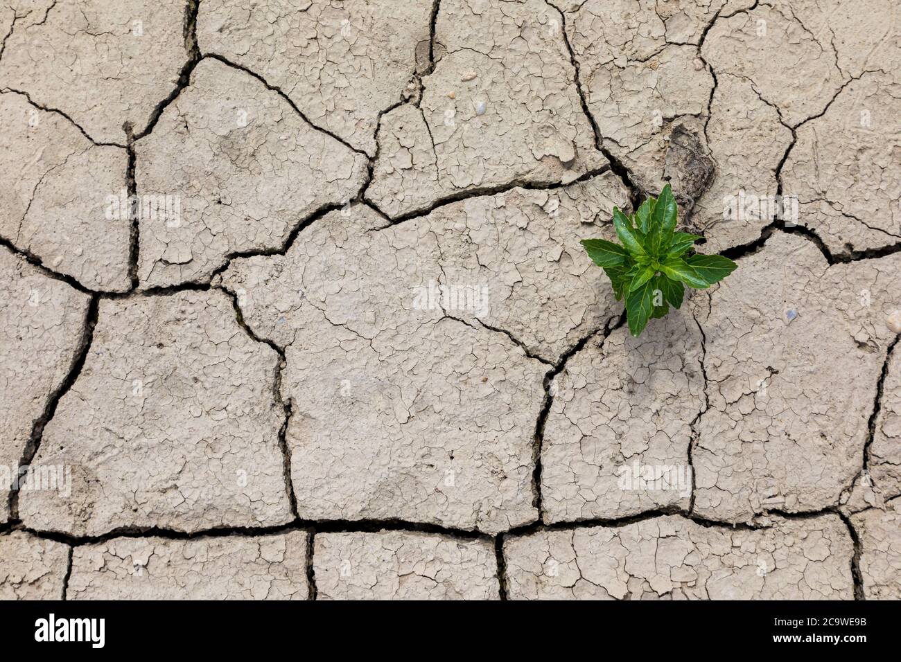 Dry cracked soil. The fields are missing rain. Stock Photo