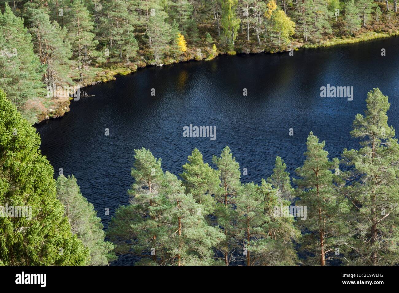 Elevated view over Uath Lochan looking down into the water of the lochan surrounded by pine forest Stock Photo