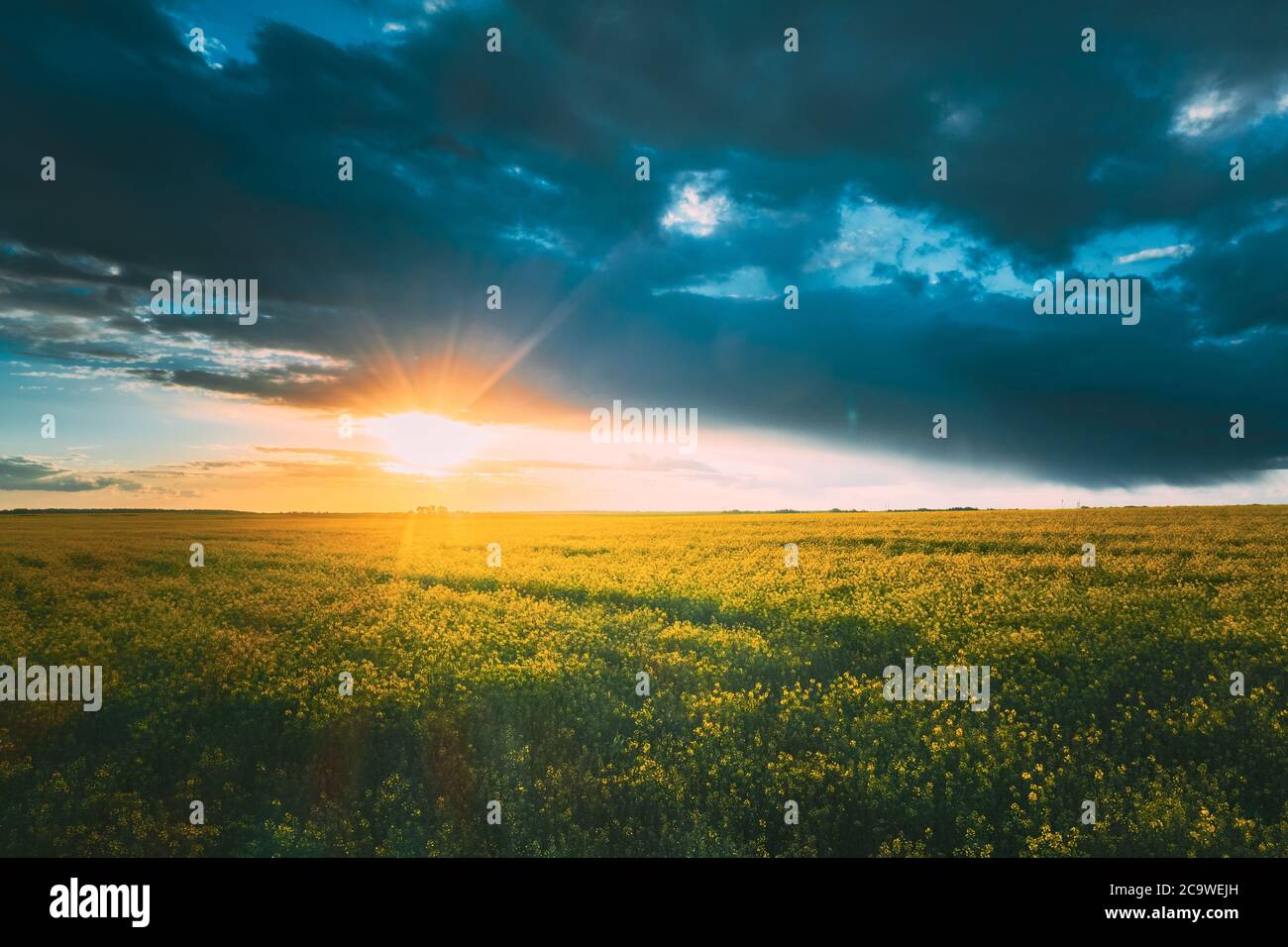 Sunshine During Sunset Above Rural Landscape With Blooming Canola Colza Flowers. Sun Shining In Dramatic Sky At Sunrise Above Spring Agricultural Stock Photo