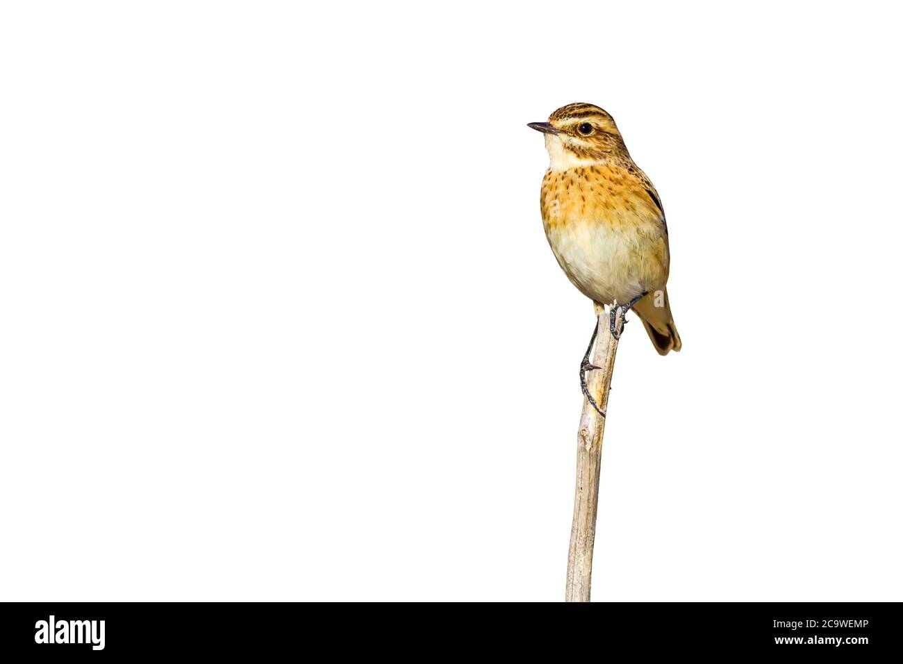 Cute little bird. Isolated bird photo. White background. Stock Photo