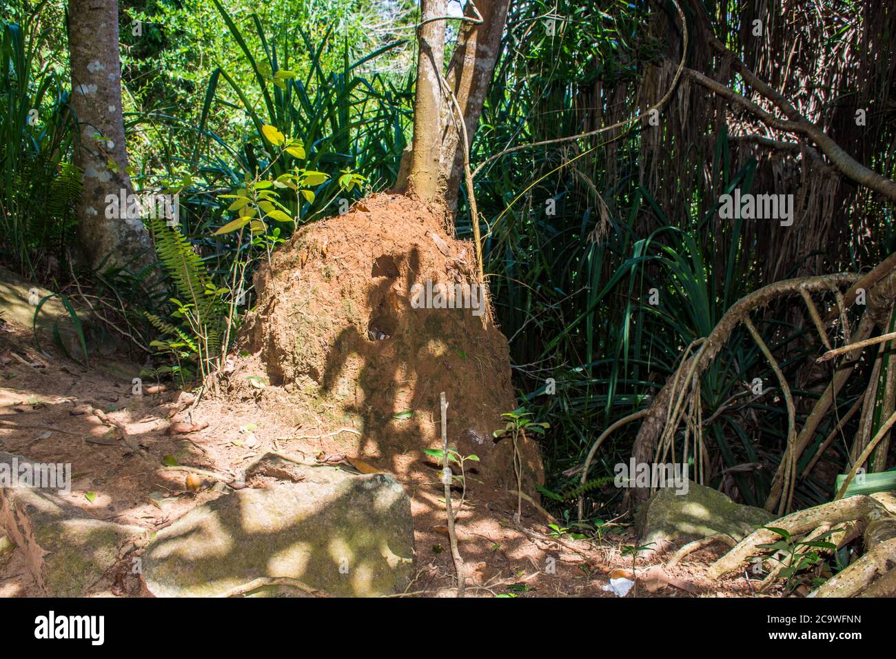 King cobra burrow located in a tropical forest.. Sri Lanka. Stock Photo