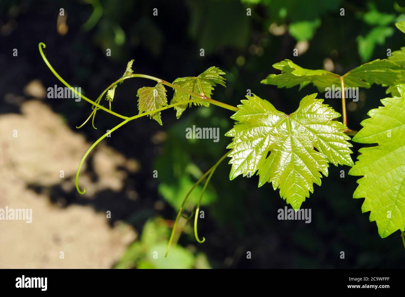 common grape vine, Weinrebe, bortermő szőlő, Vitis vinifera Stock Photo