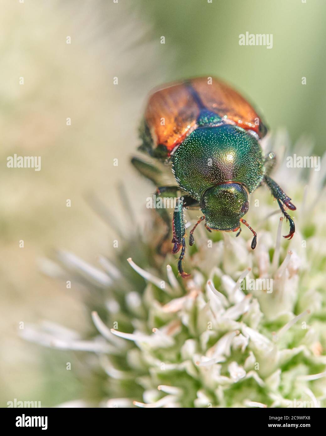 Japanese Beetle Popillia Japonica High Resolution Stock Photography and ...