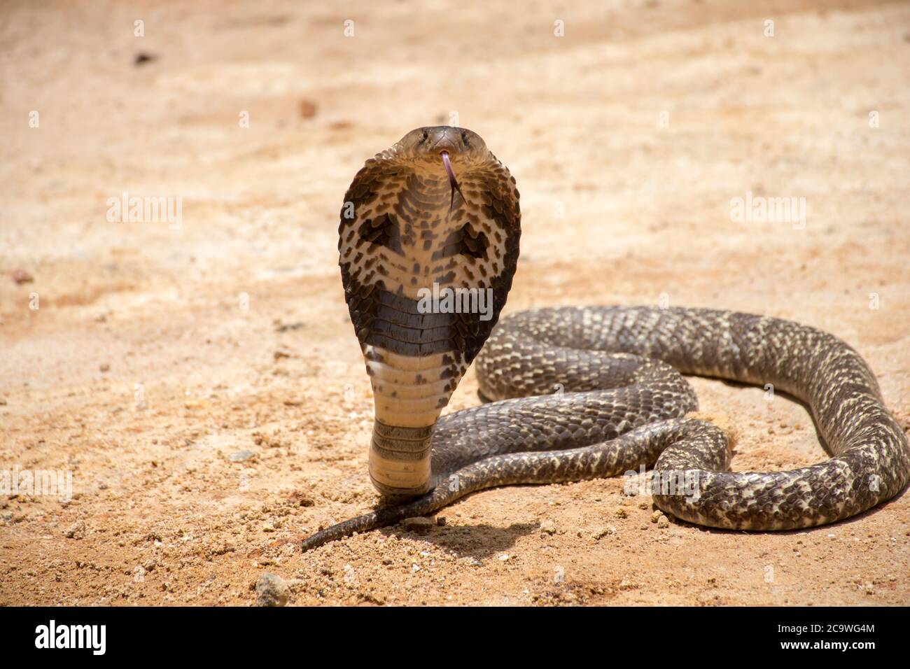 The King Cobra on sand Stock Photo