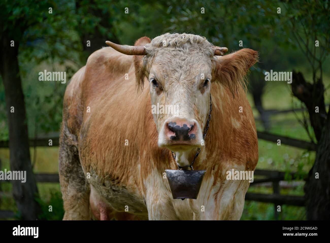 Europe cow old romanian traditonal hi-res stock photography and images -  Alamy