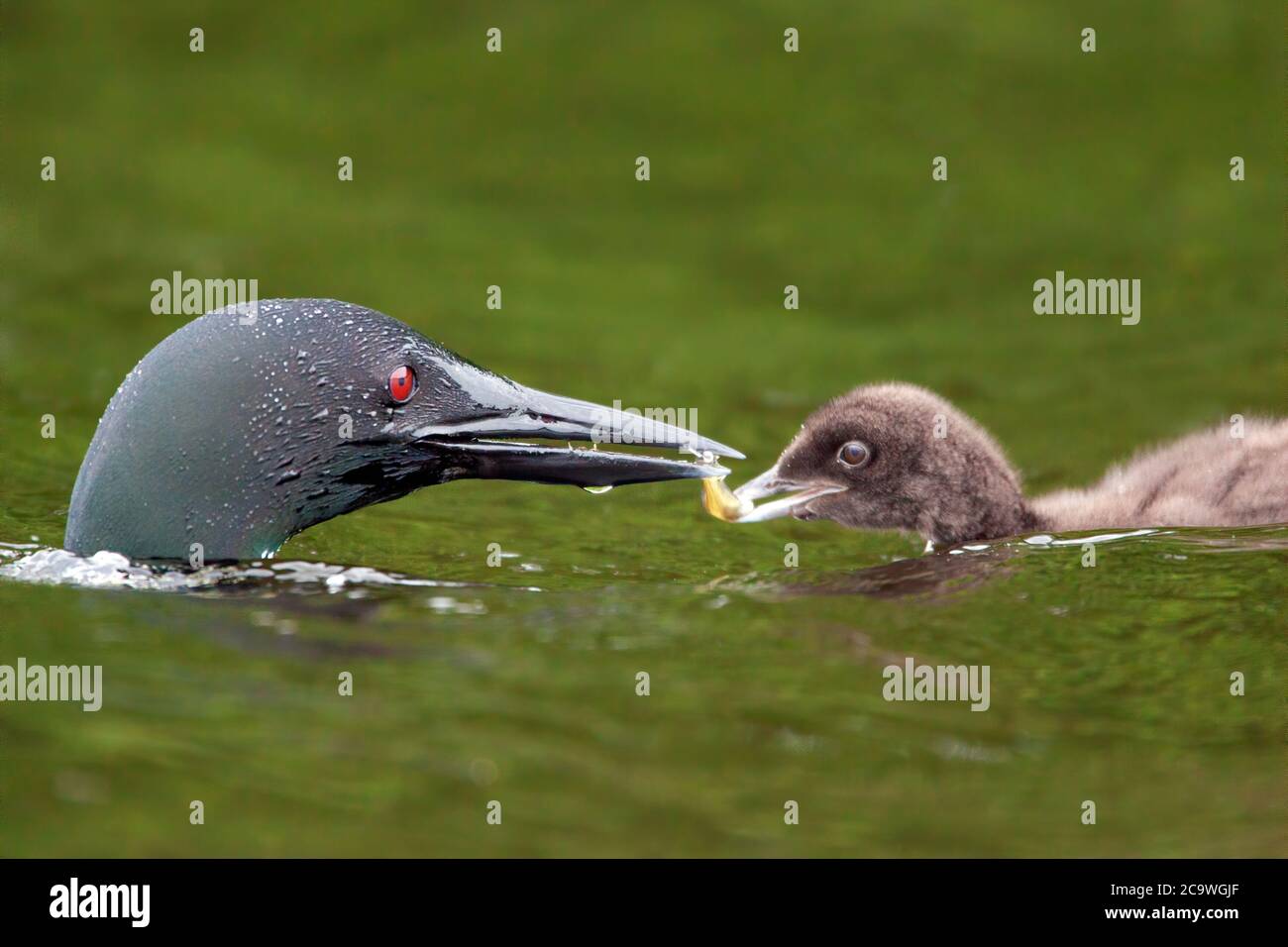Small loon hi-res stock photography and images - Alamy