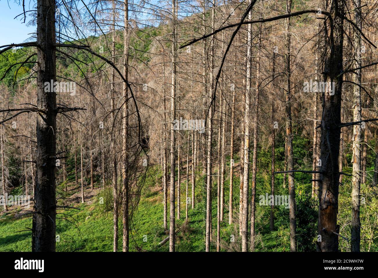 Forest dieback, dead spruce trees, landscape in the Rur-Eifel region, near Nideggen, district of Düren, NRW, Germany, Stock Photo