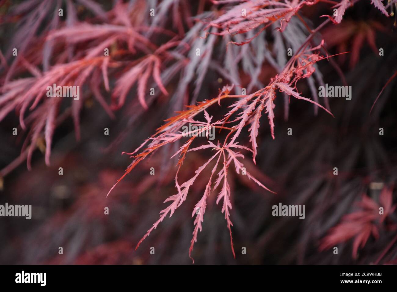 Close up look at the leaves on a red split leaf Japanese maple tree ...