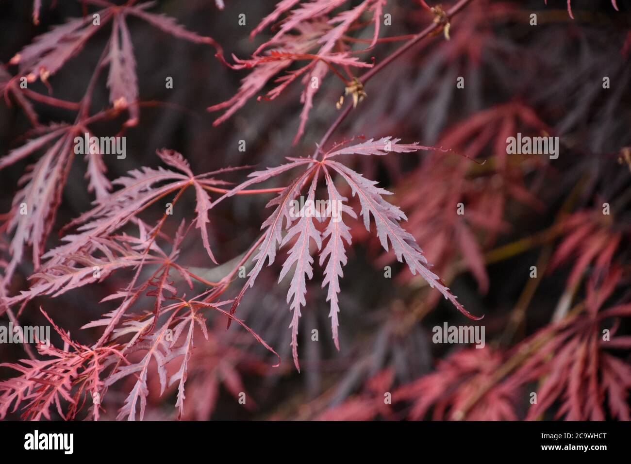 Attractive red split leaf Japanese Maple tree Stock Photo - Alamy