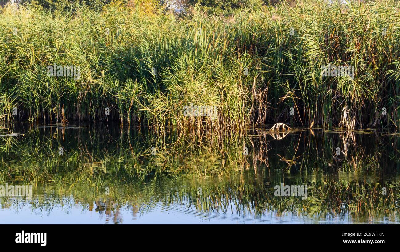 Landscape with river and reed on foreground Stock Photo - Alamy